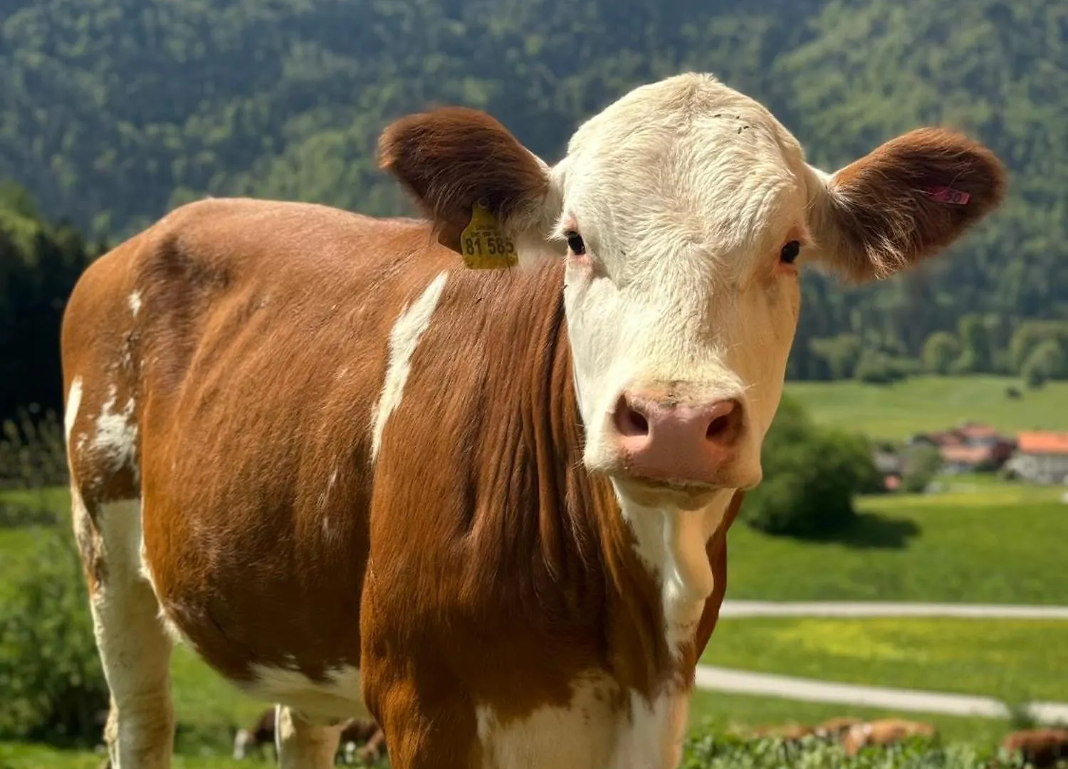 Séjour à la ferme Villa Riederhof Inkl. Chiemgaukarte à Ruhpolding